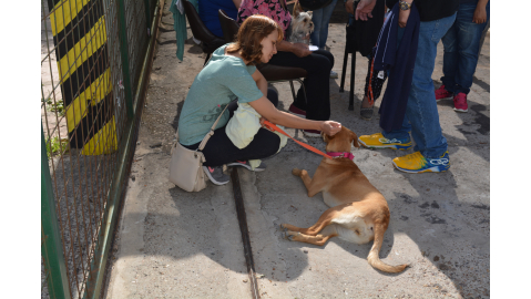 ACCIONES PARA LA SALUD ANIMAL Y PRÓXIMA JORNADA DE CASTRACIÓN