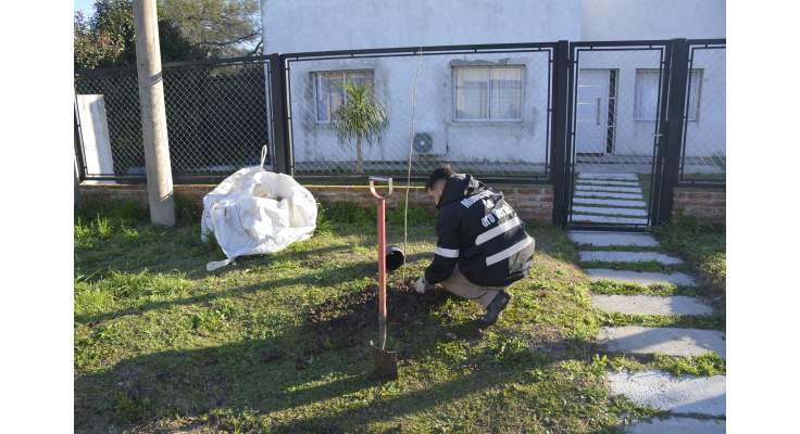 Comenzó la plantación de los árboles solicitados por los vecinos al área de Arbolado