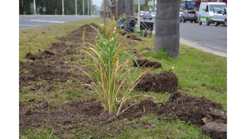 CONTINÚA EL EMBELLECIMIENTO DE AVENIDA INTENDENTE DEL CASTILLO