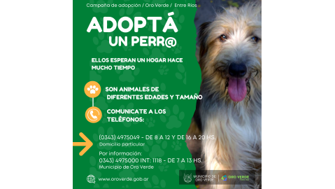CONTINÚA EL TRABAJO DEL MUNICIPIO Y LA ASOCIACIÓN AMIGOS DE LOS ANIMALES: TODAVÍA HAY 26 PERROS EN ADOPCIÓN