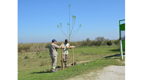 Continúa la plantación de árboles y espacios públicos