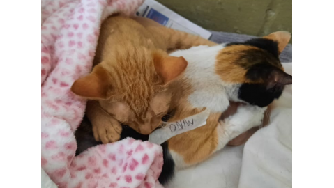 DURANTE LOS ÚLTIMOS DOS MESES SE CASTRARON 49 ANIMALES DE FORMA EXCEPCIONAL CON UN VETERINARIO LOCAL
