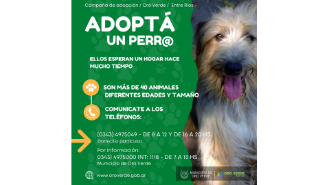 EL MUNICIPIO DE ORO VERDE Y VOLUNTARIAS SE UNEN PARA ENCONTRAR HOGAR A MÁS DE 40 ANIMALES