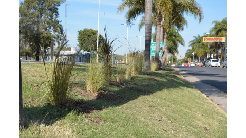 EMBELLECIMIENTO DE AVENIDA INTENDENTE DEL CASTILLO