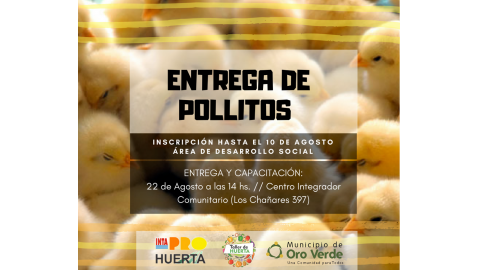 Entregarán pollitos del programa Pro Huerta