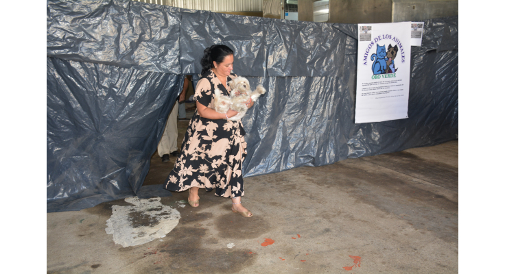 FUERON ESTERILIZADOS 71 ANIMALES EN EL PRIMER OPERATIVO DEL AÑO
