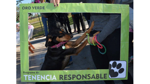 Jornada de Perros (y gatos): se entregaron más de 250 medallas identificatorias