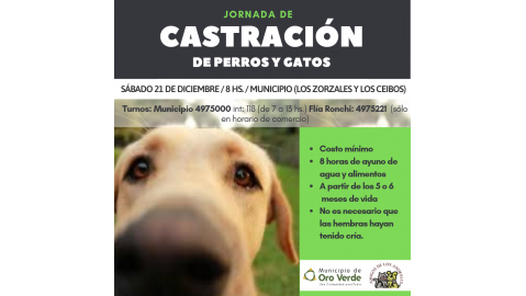 NUEVA JORNADA DE ESTERLIZACIÓN DE ANIMALES DOMÉSTICOS