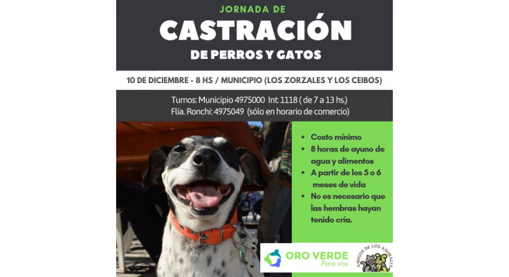 NUEVO OPERATIVO DE ESTERILIZACIÓN DE ANIMALES DOMÉSTICOS