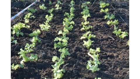 ORO VERDE AVANZA EN EL PROYECTO AGROECOLÓGICO DEL PARQUE HORTÍCOLA EN LOS TERRENOS DEL HIPÓDROMO