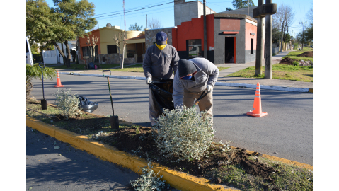 PLANTACIÓN DE ARBUSTOS EN AVENIDA LOS EUCALIPTOS