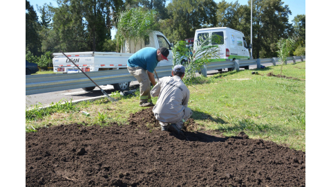 PLANTACIÓN DE PALMERAS SOBRE AV. INTENDENTE DEL CASTILLO