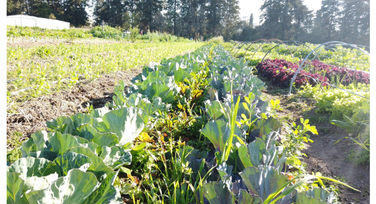 Programa de Huertas Agroecológicas y la Red de Huerteros: preparan la temporada primavera-verano