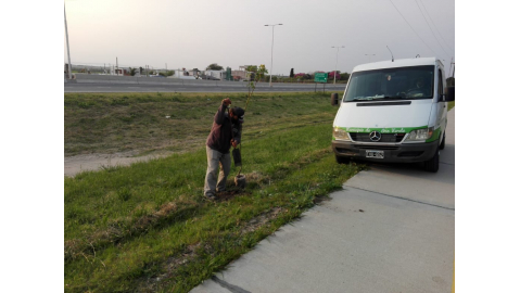 SE COMPLETÓ LA PLANTACIÓN DE ÁRBOLES EN LA SENDA PARALELA A LA RUTA N°11