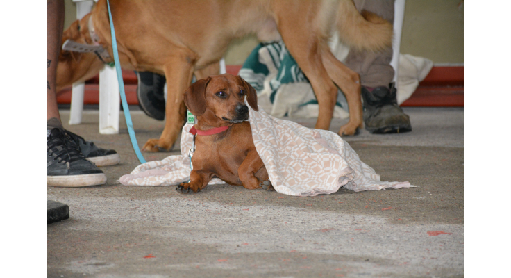 SE ESTERILIZARON 70 ANIMALES EN EL ÚLTIMO OPERATIVO