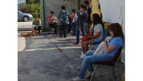 SE ESTERILIZARON EL SÁBADO 87 ANIMALES
