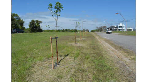 Se plantaron más de 20 fresnos en Lomas de Oro Verde